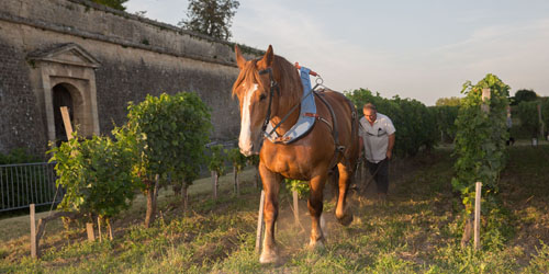 clos-labour-cheval-citadelle-Blaye