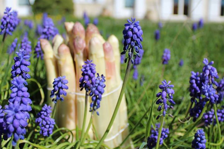 C’est la saison des asperges : découvrez la recette du chef yann douet !