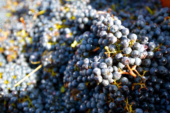 Vendanges 2013, place au savoir-faire des vignerons de blaye côtes de bordeaux