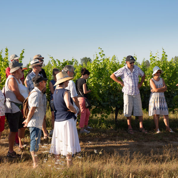 Festibalades : dîner chez le vigneron