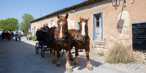 Balades en calèche