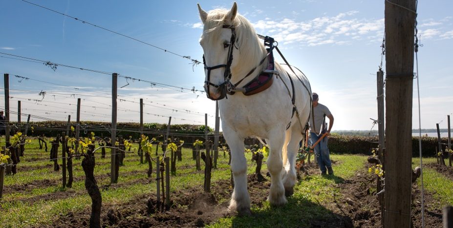 Démonstrations de labour à cheval