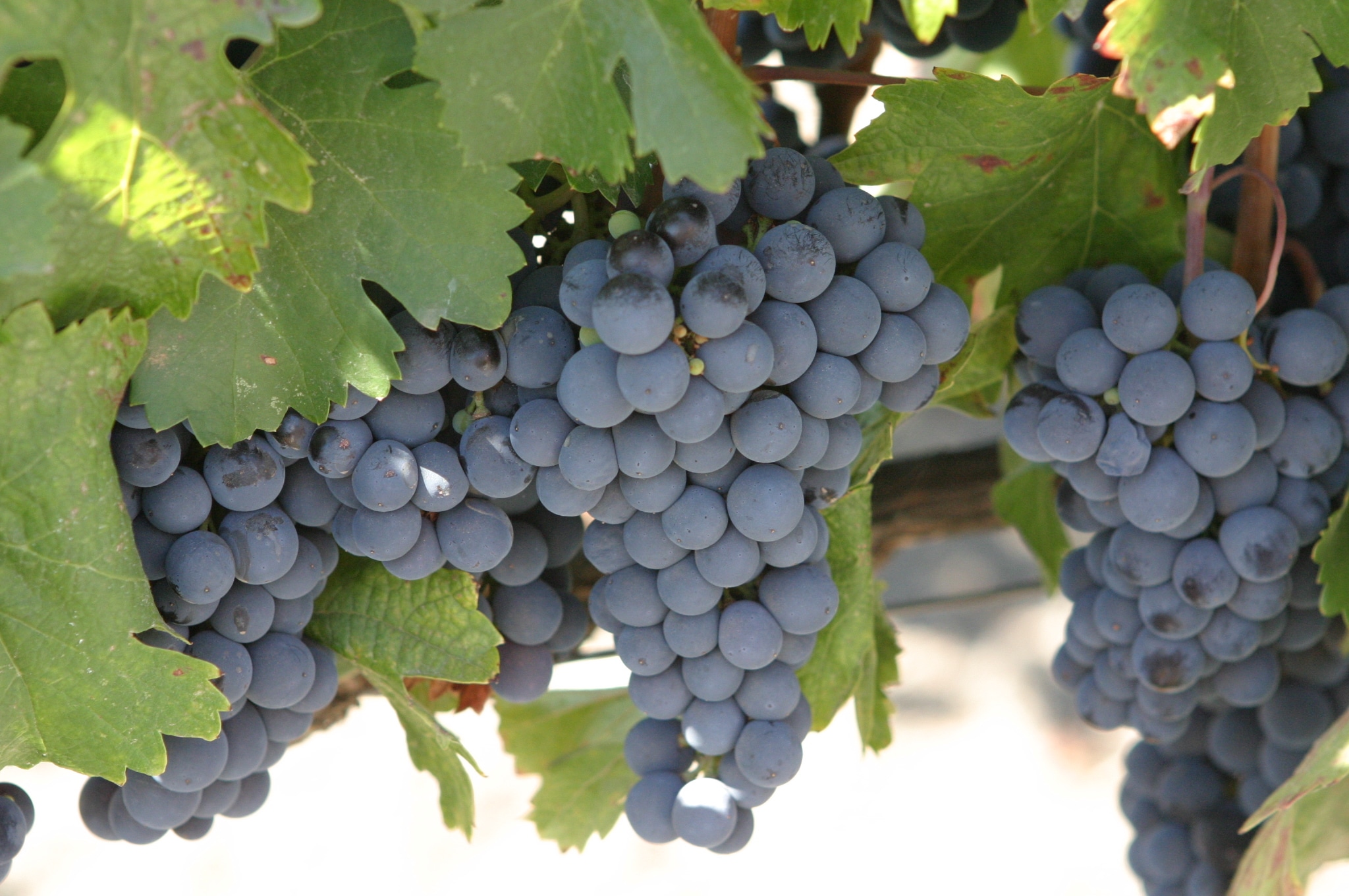 Le malbec : cépage de l’appellation Blaye Côtes de Bordeaux
