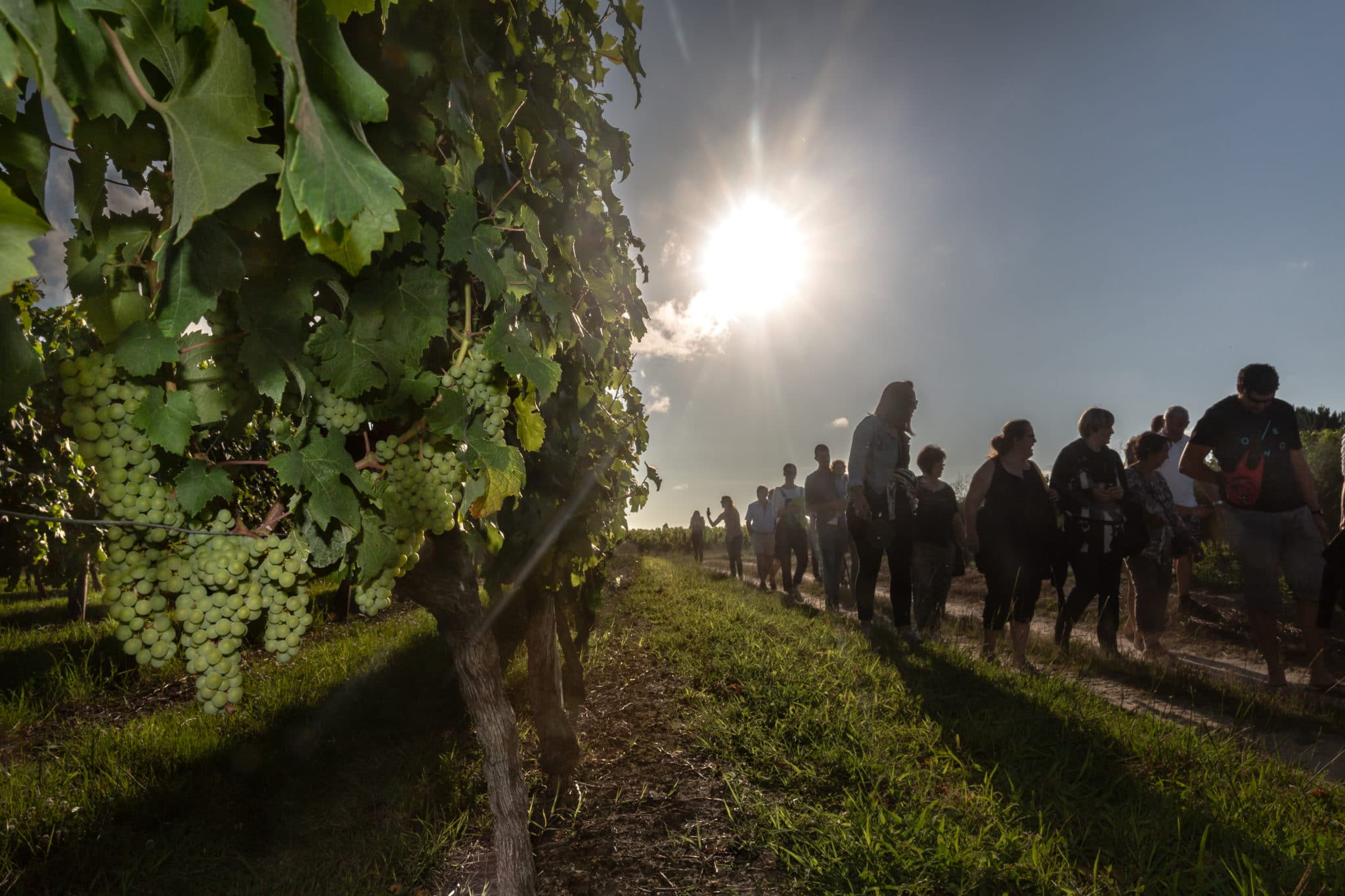 Un été au grand air dans le vignoble de Blaye Côtes de Bordeaux