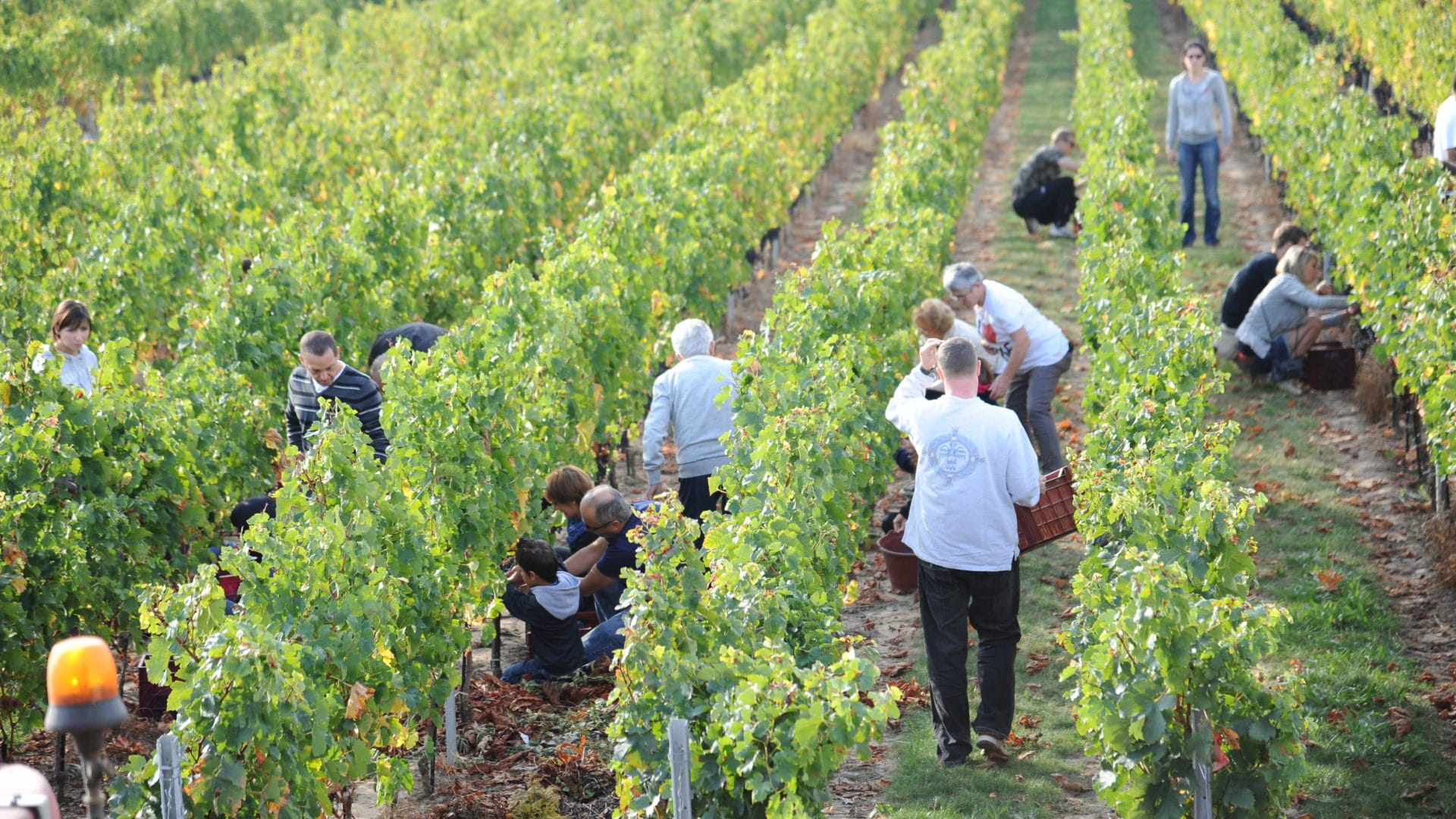 ANNULÉ – Les Vendanges du Cœur au Château des Tourtes