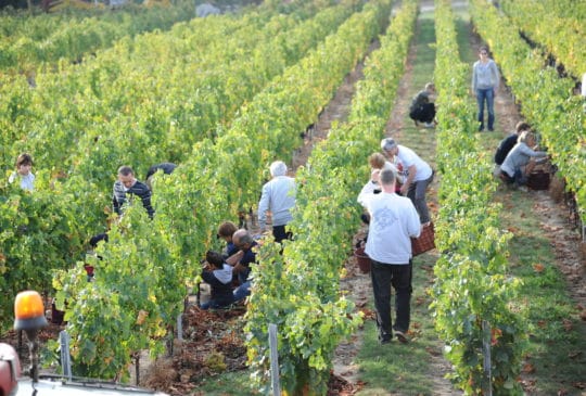 ANNULÉ – Les Vendanges du Cœur au Château des Tourtes