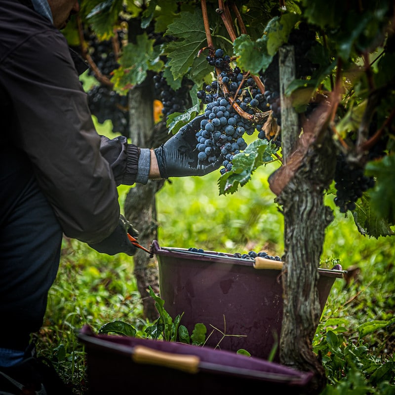 Retour sur les vendanges 2020 en Blaye Côtes de Bordeaux !