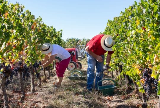 Portes Ouvertes – Les Coulisses des Vendanges !