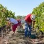 Portes Ouvertes – Les Coulisses des Vendanges