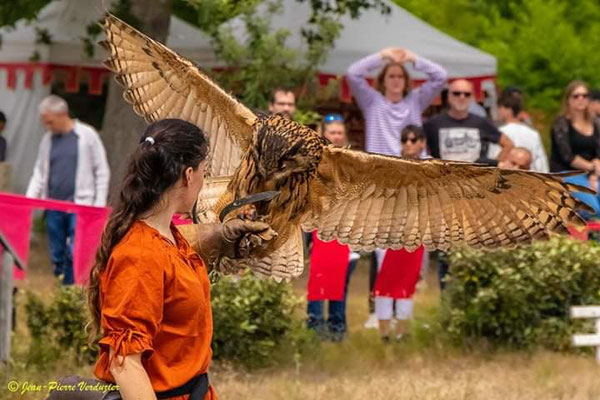 Démonstrations de vols de rapaces