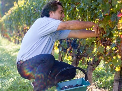 Journée Initiation Vendanges au Château Petit Boyer