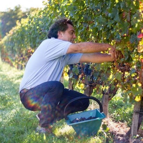 Journée Initiation Vendanges au Château Petit Boyer